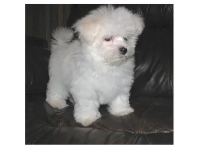 Best Maltese Breeders in Bangalore - Puppies Available