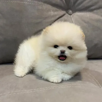 Toy Pom Puppy with KCI Papers — Kathmandu