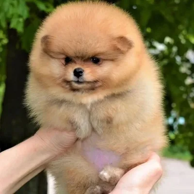 Show-Line Pomeranian Puppy in Lalitpur