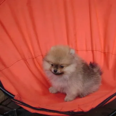 Toy Pom Puppy with First Shots Done — Biratnagar