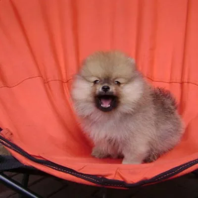 Cuddly Toy Pom Pup for Sale in Dharan