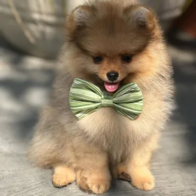 Cream Pomeranian Puppy in Itahari