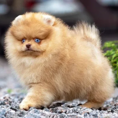 Orange Toy Pom Pup in Butwal