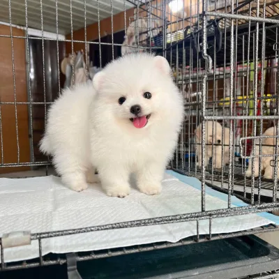Champion Bloodline Toy Pom in Nepalgunj