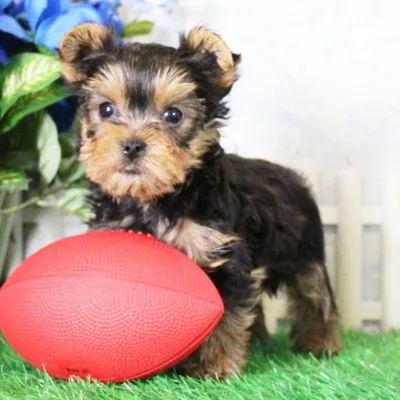 Pocket-Size Yorkshire Terrier Pup in Bhaktapur