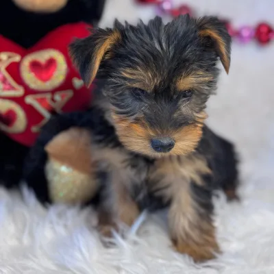 Yorkie Puppy with KCI Papers — Kathmandu