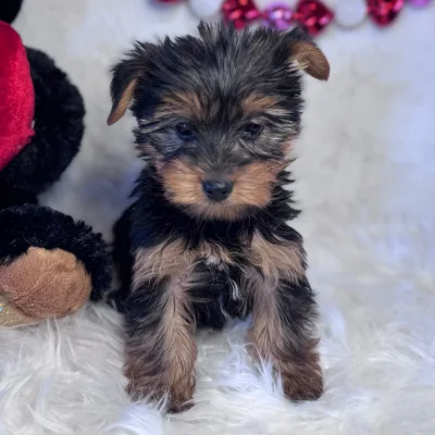 Top Quality Yorkie Puppy for Sale in Bharatpur