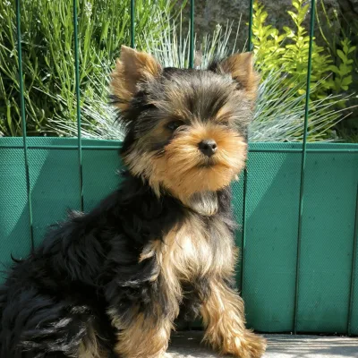 Pocket-Size Yorkshire Terrier Pup in Hetauda