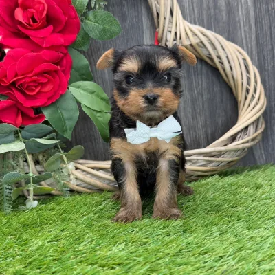 Best Yorkshire Terrier Puppy Breeder in Pokhara