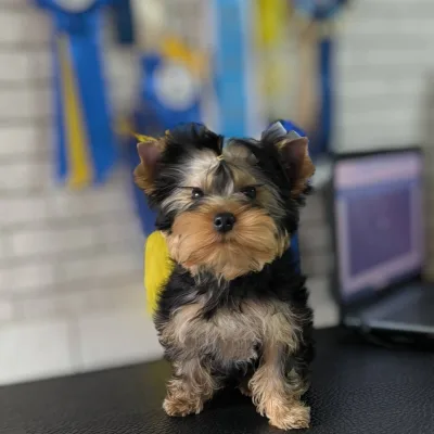 Yorkshire Terrier Puppy with First Shots Done — Biratnagar