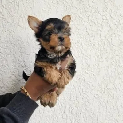 Mini Yorkie Pup Available in Dhangadhi