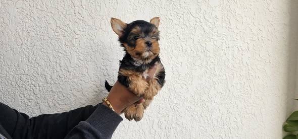 Long-Coat Yorkshire Terrier Puppy in Itahari