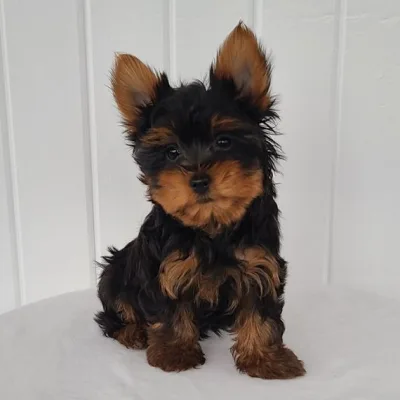 Steel Blue & Tan Yorkie in Butwal