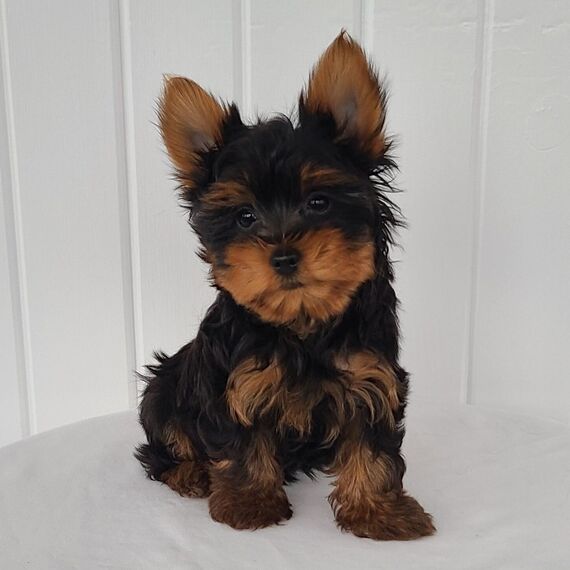 Steel Blue & Tan Yorkie in Butwal