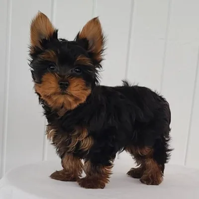 Show-Quality Yorkie Puppy in Birgunj