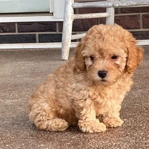 Standard Poodle Puppies for sale
