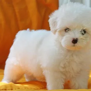 Maltese Puppies For Sale in Gurgaon