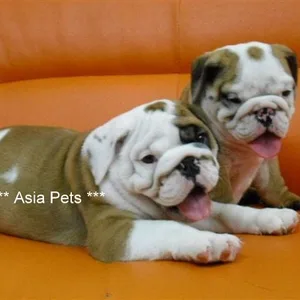 american bulldog puppy for sale