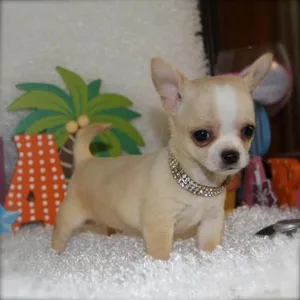 Chihuahua puppy for sale