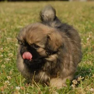Chow Chow Puppies For Sale in Bangalore