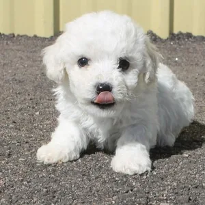 Corgi Puppies For Sale in Gurgaon