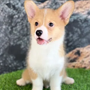 Corgi puppies for sale in Mumbai