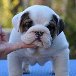 English Bulldog