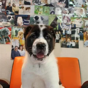 English Mastiff Puppies For Sale in Gurgaon