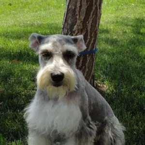 French bulldog Puppies For Sale in Gurgaon