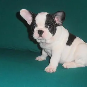French bulldog puppy for sale