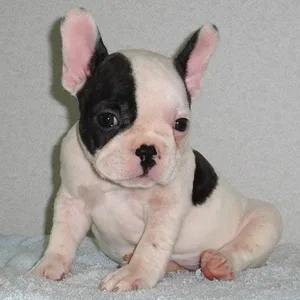French Bulldog