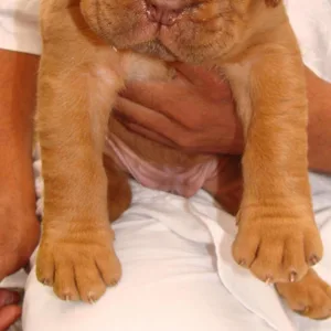 French Mastiff Puppies For Sale in Chennai