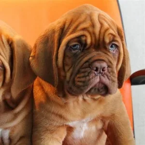 French mastiff