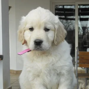 Golden Retriever Puppy for sale