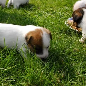 Jack Russell terrier Puppies For Sale in Chennai