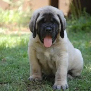 Jack Russell terrier Puppies For Sale in Gurgaon