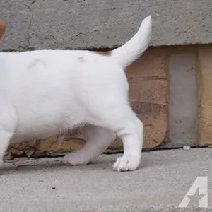 Jack Russell Terrier Puppies for sale