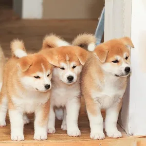 Japanese Akita puppy for sale