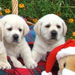 Labrador Puppies for sale