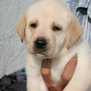 Labrador puppy for sale in Gurgaon