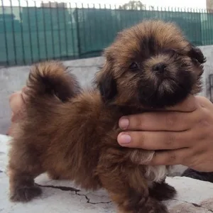 Lhasa apso