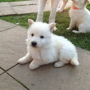 Long coat white german shepherd puppy for sale