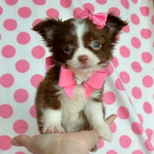 Long Hair Chihuahua puppy for sale in India