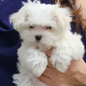 Maltese Puppies for sale
