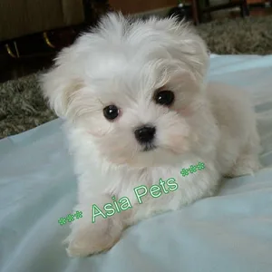 Maltese puppy for sale in Gurgaon