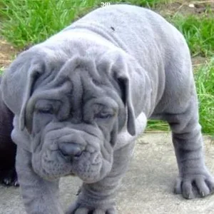 Neapolitan mastiff Puppies For Sale in Chennai