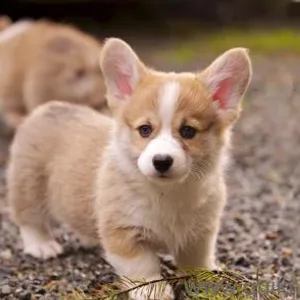 Pembroke welsh corgi puppy for sale in delhi