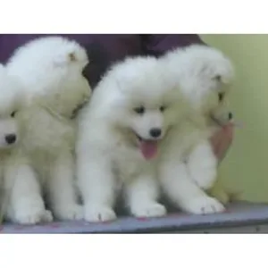 Samoyed Puppies For Sale in Bangalore