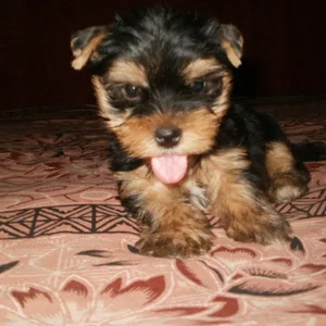 Samoyed Puppies For Sale in Chennai