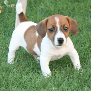 Samoyed Puppies For Sale in Noida